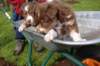 maxmaya37daysoldinwheelbarrel_small.jpg