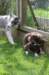 maxmaya37daysoldwithspice45monthsold_small.jpg