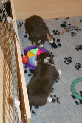 maxmaya4weeksold.jpg