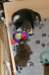mayamax4weeksoldwithnell7weeksold_small.jpg