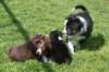 oubaday42joypupsday202_small.jpg