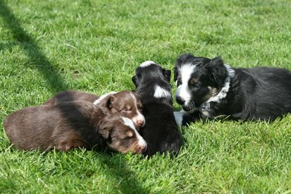 oubaday42joypupsday203.jpg