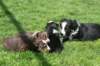 oubaday42joypupsday203_small.jpg