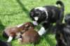 oubaday42joypupsday204_small.jpg