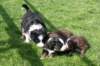 oubaday42joypupsday20_small.jpg