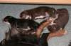pupsday10_small.jpg