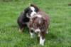 tymaya37daysold4_small.jpg