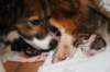 birthofkrazynim0901113_small.jpg