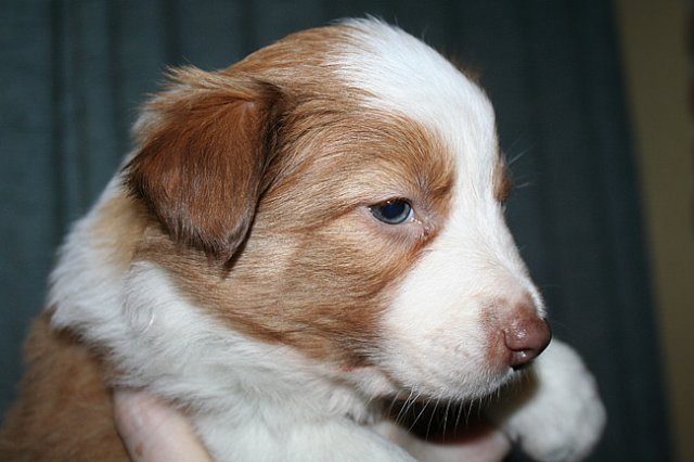 nim34daysold6.jpg
