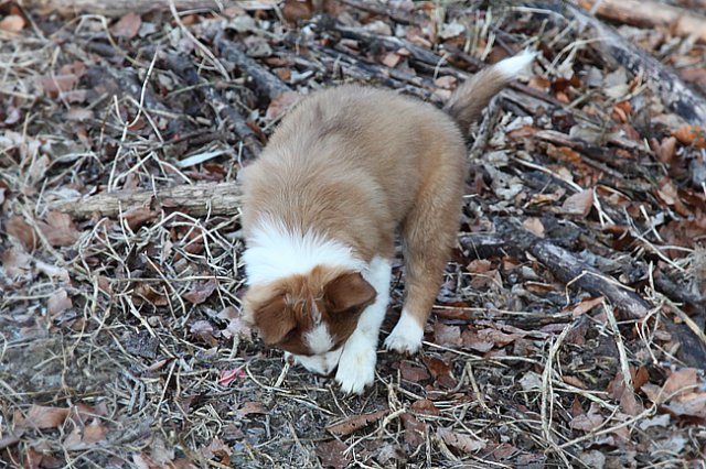 nim8weeksold5.jpg