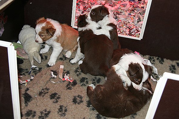 zoespups33dayslovelyspups34daysold.jpg