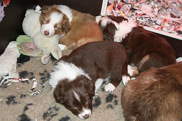 zoespups33dayslovelyspups34daysold4.jpg