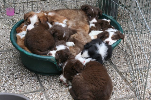 zoespups50daysoldenjoyingthegardenwithlovelyspups3.jpg