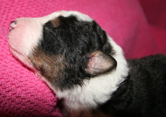 kwikbacadi10daysold11.jpg