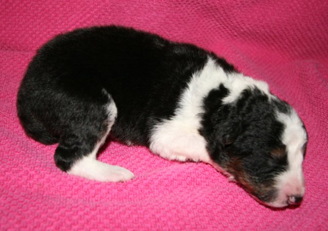 kwikbacadi10daysold2.jpg
