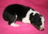 kwikbacadi10daysold2_small.jpg