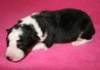 kwikbacadi10daysold3_small.jpg