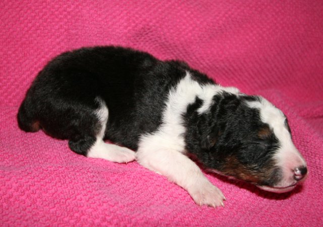 kwikbacadi10daysold5.jpg