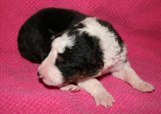 kwikbacadi10daysold6.jpg