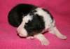 kwikbacadi10daysold6_small.jpg