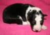 kwikbacadi10daysold_small.jpg