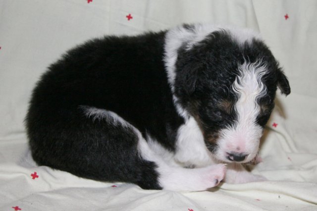 kwikbacadi16daysold2.jpg