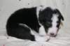 kwikbacadi16daysold2_small.jpg
