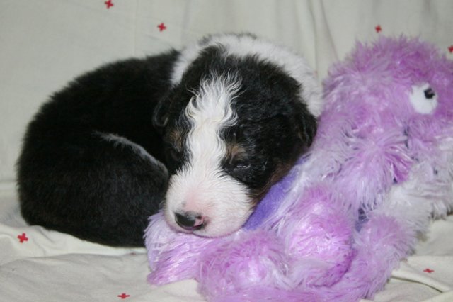 kwikbacadi16daysold3.jpg