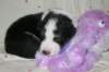 kwikbacadi16daysold3_small.jpg