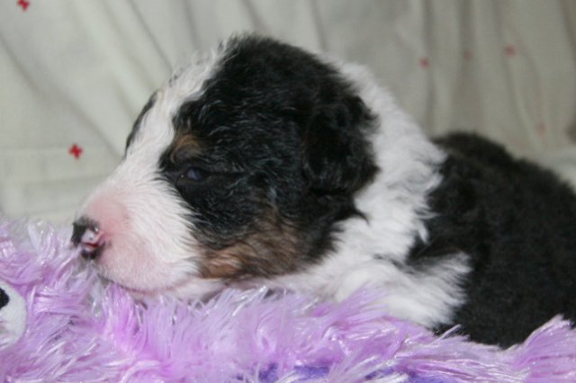 kwikbacadi16daysold6.jpg