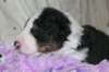 kwikbacadi16daysold6_small.jpg