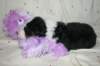 kwikbacadi16daysold7_small.jpg