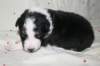 kwikbacadi16daysold8_small.jpg