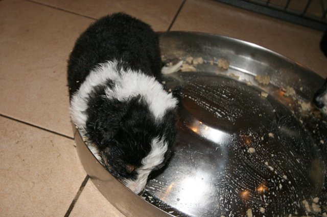 kwikbacadi20daysold.jpg
