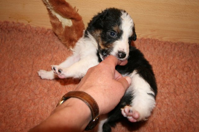 kwikbacadi25daysold.jpg