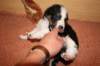 kwikbacadi25daysold_small.jpg