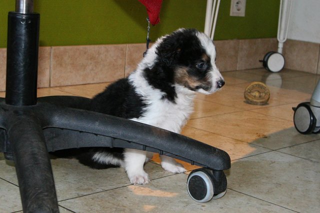 kwikbacadi31daysold.jpg