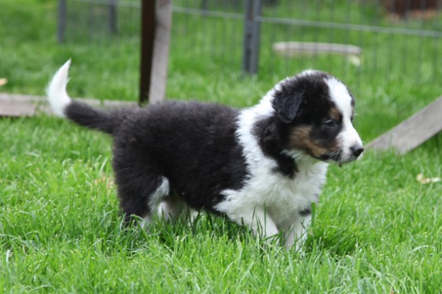 kwikbacadi35daysold.jpg