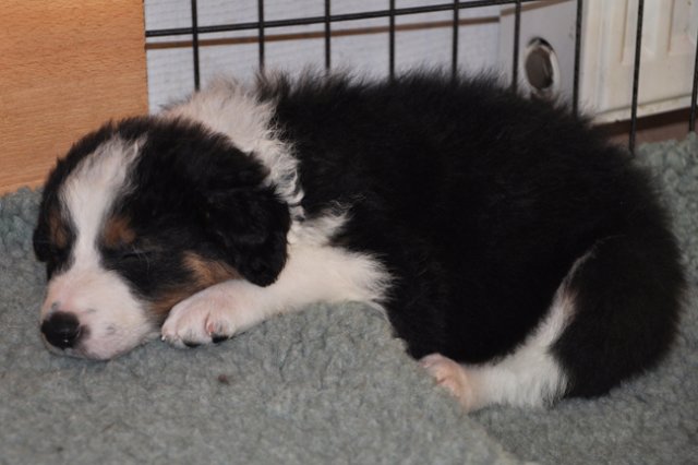 kwikbacadi40daysold2.jpg
