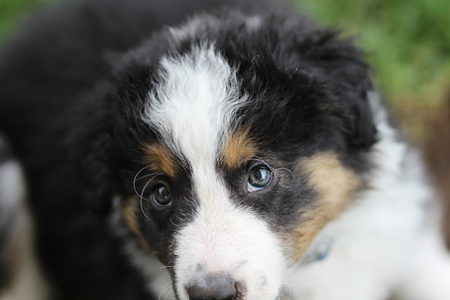 kwikbacadi48daysold.jpg