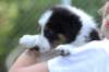 kwikbacadi49daysold_small.jpg