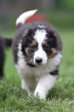 kwikbacadi51daysold.jpg