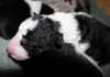 kwikbacadi7daysold2_small.jpg