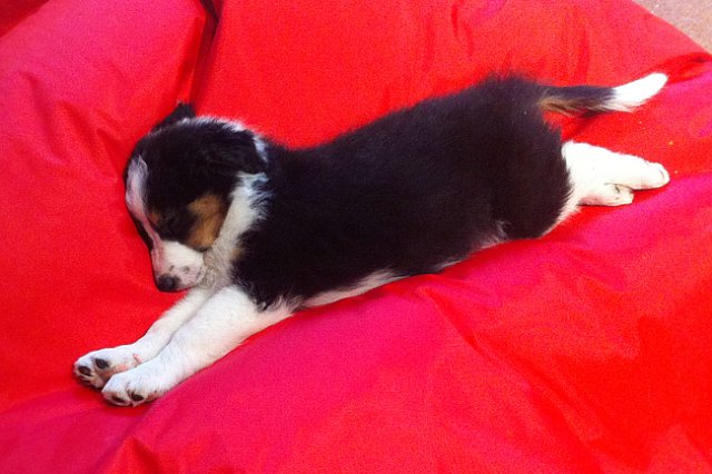 kwikbacadi8weeksold.jpg