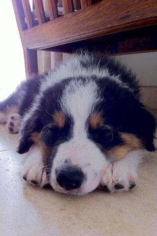 kwikbacadi8weeksoldinnewhome.jpg