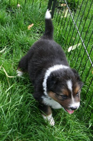 kwiktye30daysold.jpg