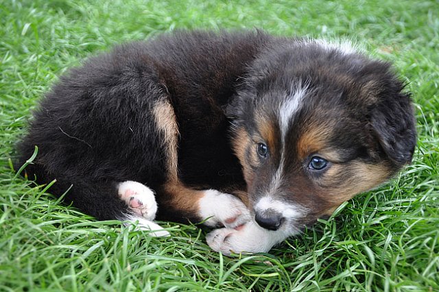 kwiktye41daysold2.jpg