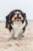 cadzand201709291128_small.jpg