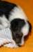 pup1boy122daysold6_small.jpg
