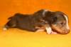 pup4boy322daysold5_small.jpg